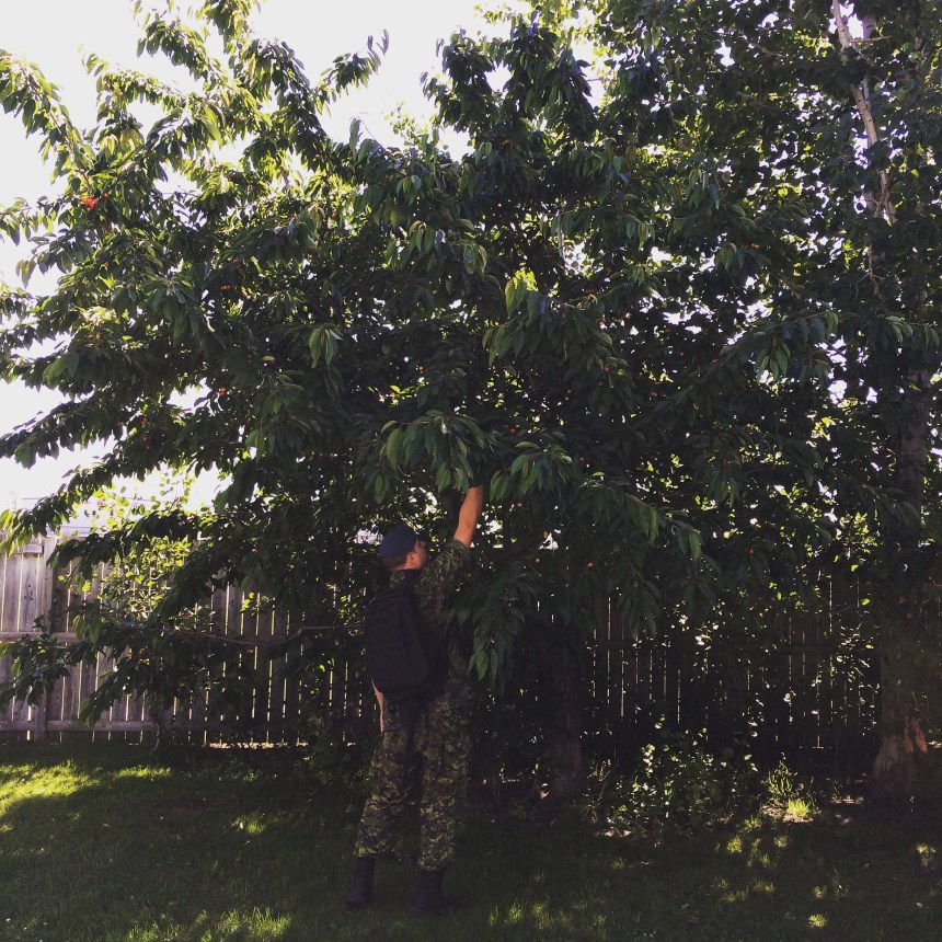 There was backyard cherry picking