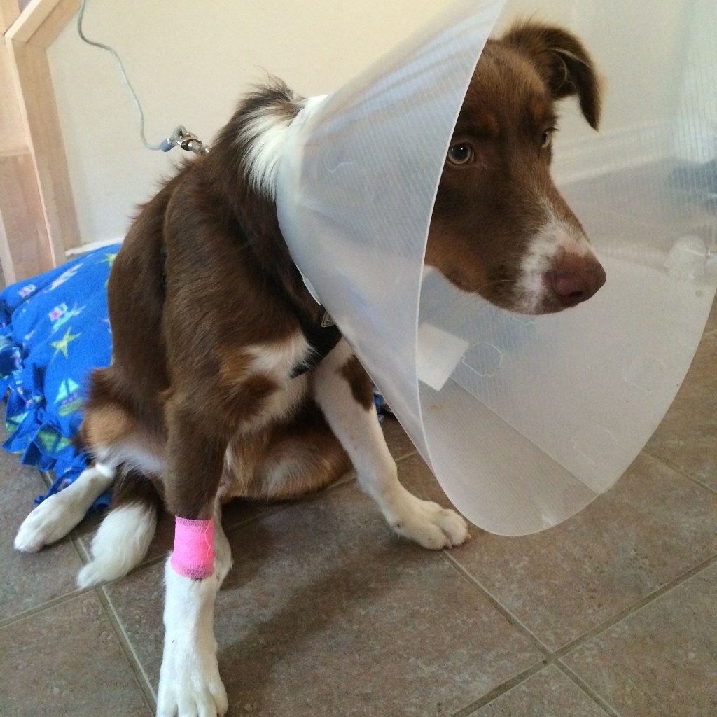 and big cones!