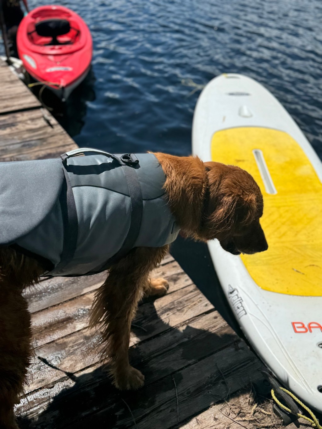 Top5: Summer Dog&nbsp;Musts